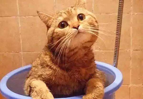 橘猫为什么容易胖 十只橘猫七只胖