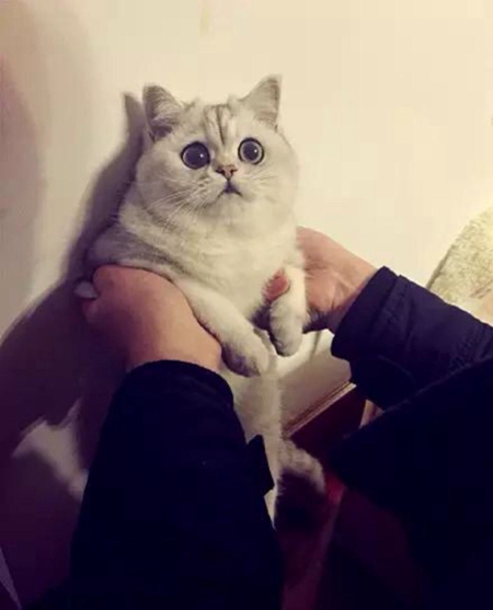 猫咪偷吃东西怎么办 猫咪偷吃东西解决办法