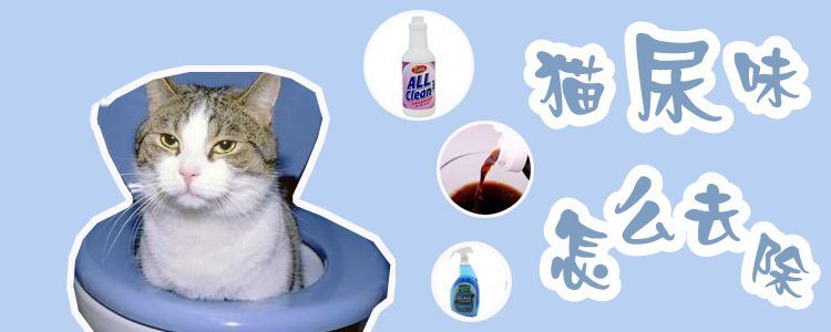 猫尿味怎么去除