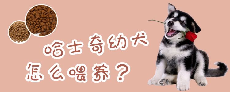 哈士奇幼犬怎么喂养