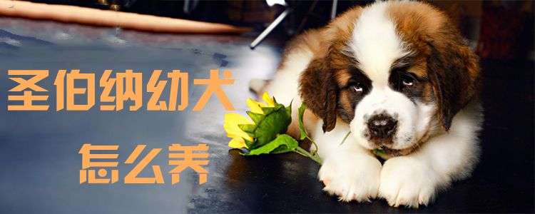 圣伯纳幼犬怎么养0