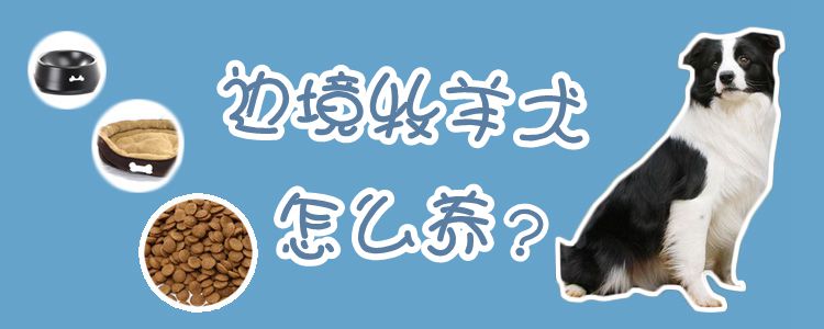 边境牧羊犬怎么喂养1