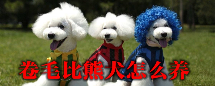 卷毛比熊犬怎么养
