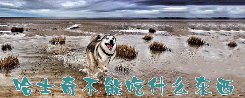 哈士奇不能吃什么东西1