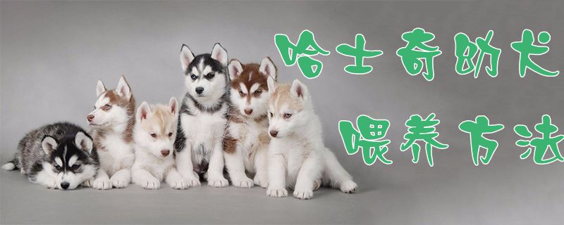 哈士奇幼犬喂养方法1