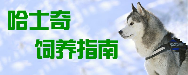 哈士奇饲养指南1