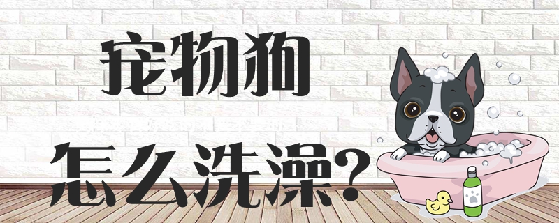 宠物狗怎么洗澡