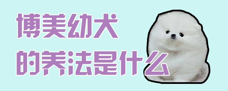 博美幼犬的养法是什么