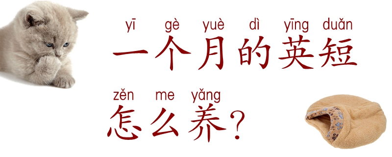 一个月的英短怎么养