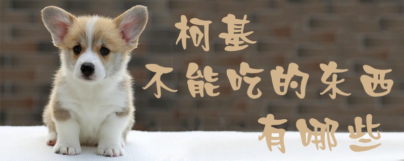 柯基不能吃的东西有哪些1