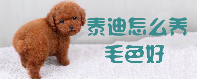泰迪怎么养毛色好1