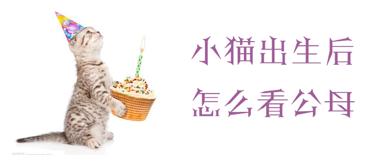 小猫出生后怎么看公母