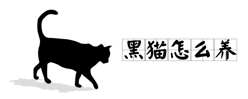黑猫怎么养