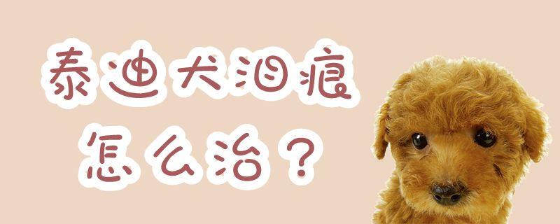 泰迪犬泪痕怎么治