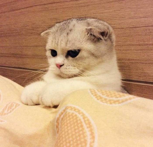 折耳猫怎么治疗猫癣 猫藓治疗注意事项