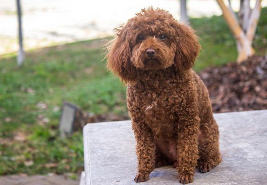 泰迪犬怎么养 泰迪犬怎么养才能养好健健康康的2