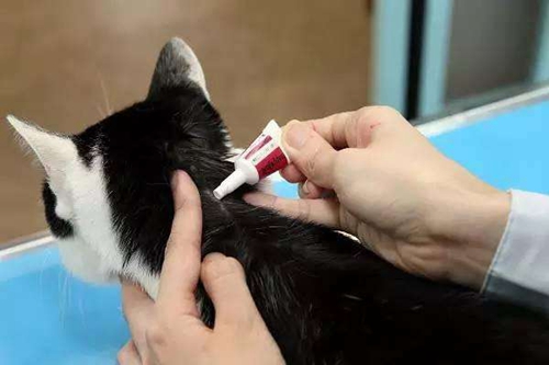 猫咪怎么用驱虫药 猫用驱虫药的七大注意事项