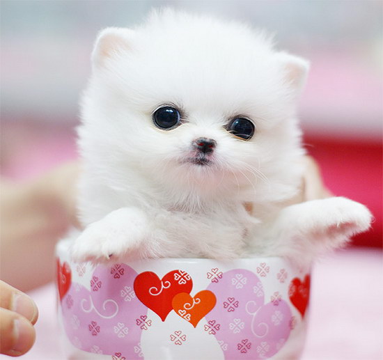 茶杯犬怎么养 茶杯犬饲养方法及注意事项2