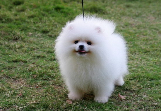 博美怎么美容护理 博美犬美容护理大全2