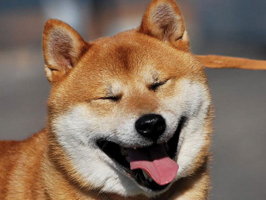 小柴犬怎么养 如何养好一只两三个月大的小柴犬