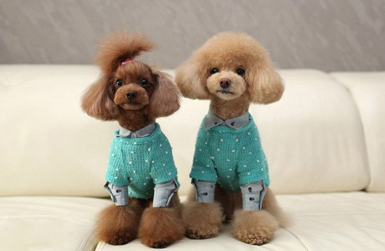 贵宾犬怎么剪指甲 贵宾犬修剪指甲方法0