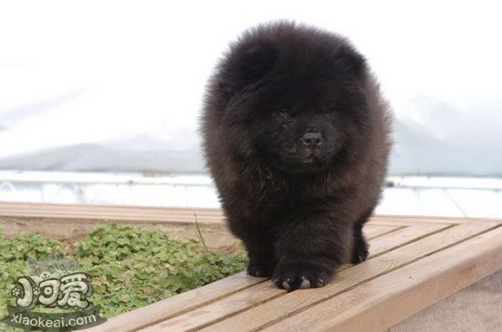 松狮犬每天要喂多少水 松狮犬喂水注意事项