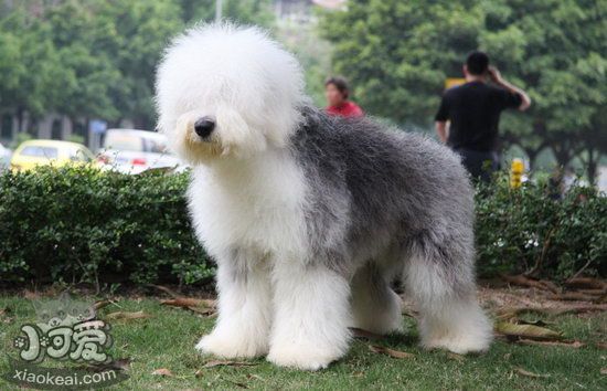 英国古代牧羊犬怎么护理 古牧日常护理内容