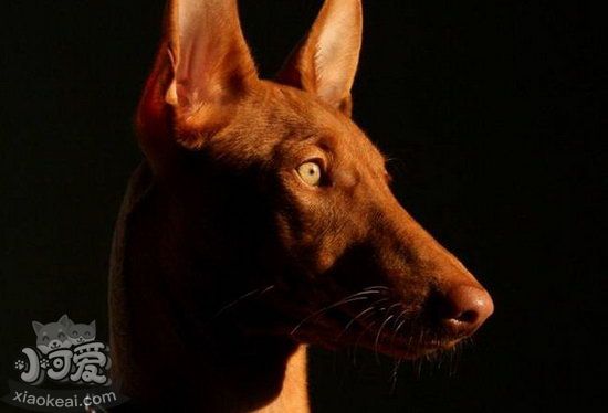 法老王猎犬运动要注意哪些问题介绍1