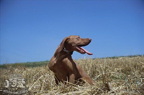 维希拉猎犬怎么修剪指甲 维希拉猎犬剪指甲方法