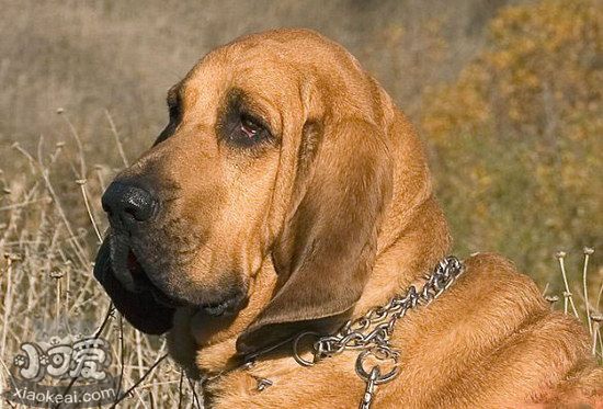 寻血猎犬洗澡要注意什么 寻血猎犬洗澡流程及注意要点1