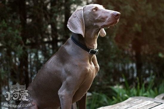威玛猎犬牙齿怎么洗 威玛猎犬口腔护理清洁1