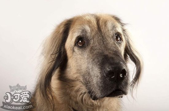 怎么给安纳托利亚牧羊犬剪指甲