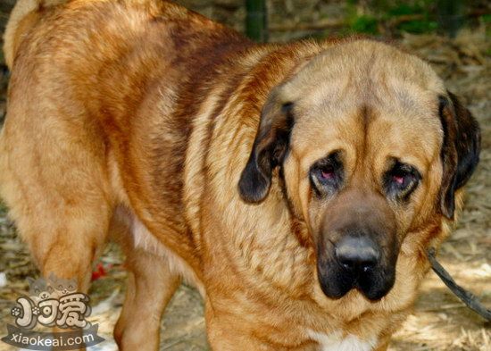马士提夫犬怎么修剪指甲 马士提夫獒犬剪指甲方法1