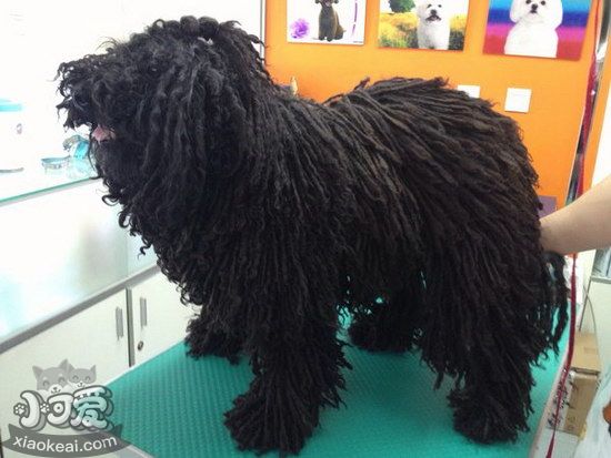 波利犬怎么洗澡 波利犬洗澡方法详解1