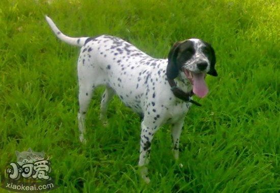 波音达猎犬怎么洗澡 波音达猎犬洗澡步骤1