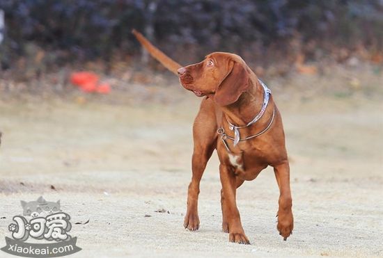 如何给红骨猎浣熊犬刷牙 红骨猎浣熊犬刷牙教程