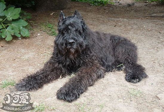波兰德斯布比野犬如何美容 波兰德斯布比野犬美容注意事项1