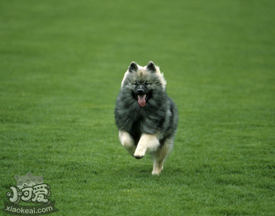 荷兰毛狮犬怎么护毛 荷兰毛狮犬被毛护理方法
