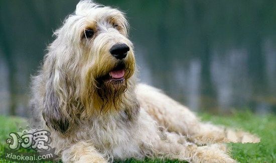 奥达猎犬吃什么好 猎水獭犬饮食注意事项1