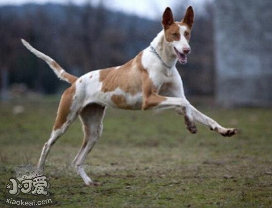 伊比赞猎犬耳朵怎么清洁 伊比赞猎犬耳朵护理方法1