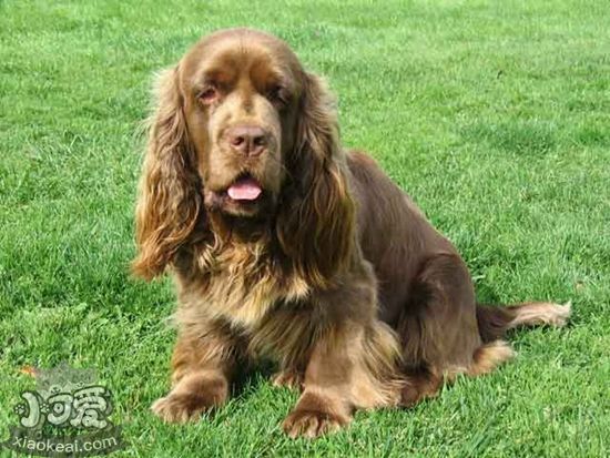 苏塞克斯猎犬怎么洗牙 苏塞克斯猎犬洗牙方法