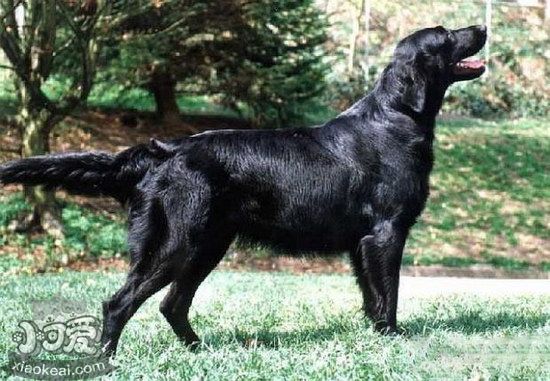 平毛寻回犬怎么洗澡 平毛寻回猎犬洗澡教程1