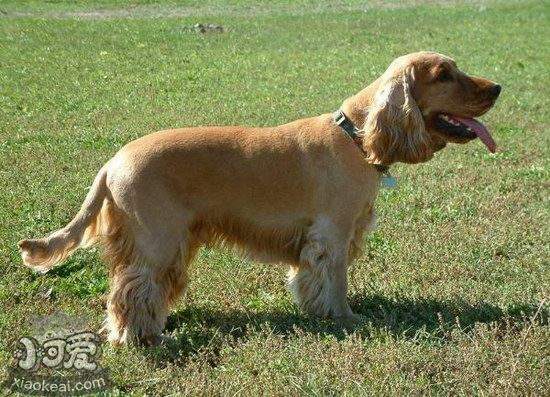 田野小猎犬怎么洗澡 田野小猎犬洗澡注意事项1