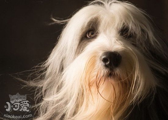伯瑞犬怎么饲养 布雷猎犬饲养管理方法1
