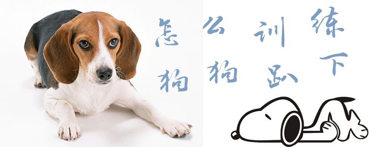 怎么训练狗趴下