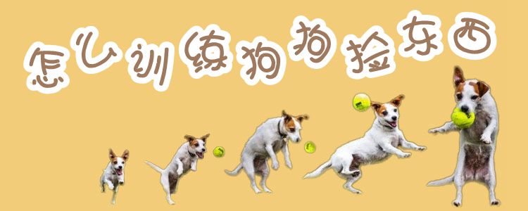 怎么训练狗捡东西1