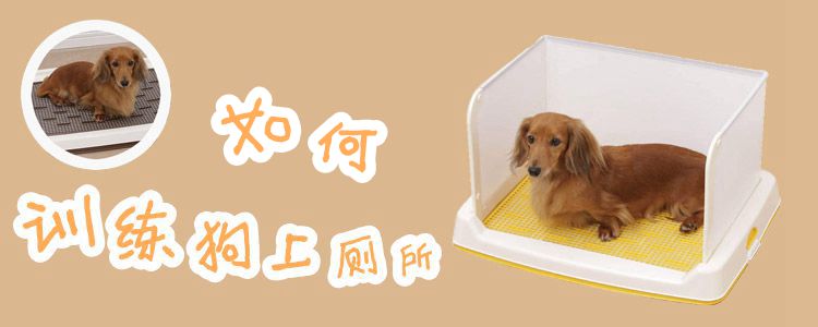 如何训练狗上厕所