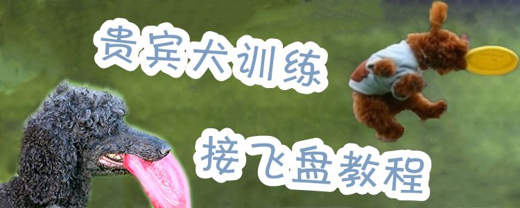 贵宾犬训练接飞盘教程