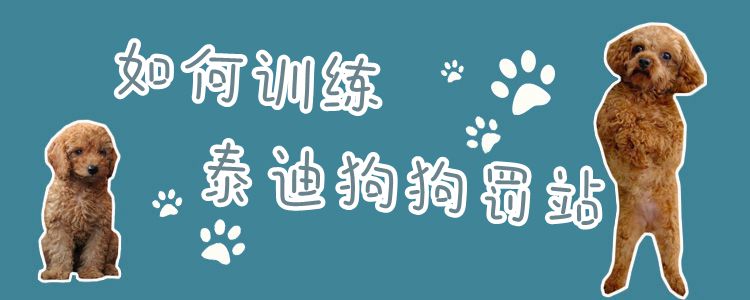 如何训练泰迪狗狗罚站