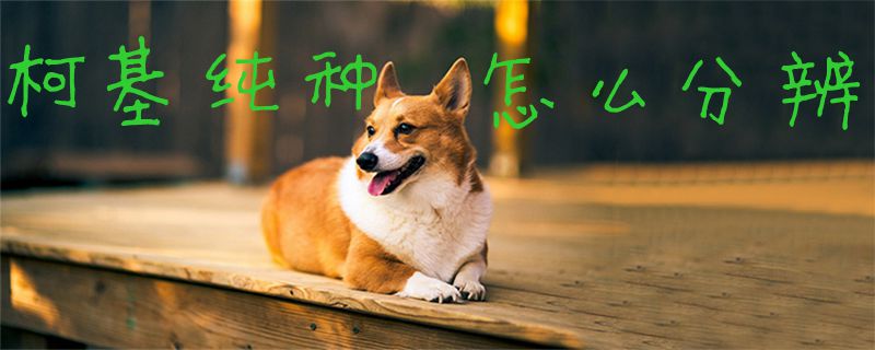 柯基纯种怎么分辨1